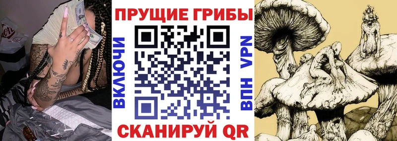 ОМГ ОМГ как зайти  Углич  Галлюциногенные грибы Psilocybine cubensis 